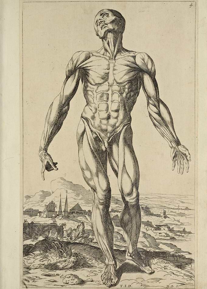 print of Human Anatomy