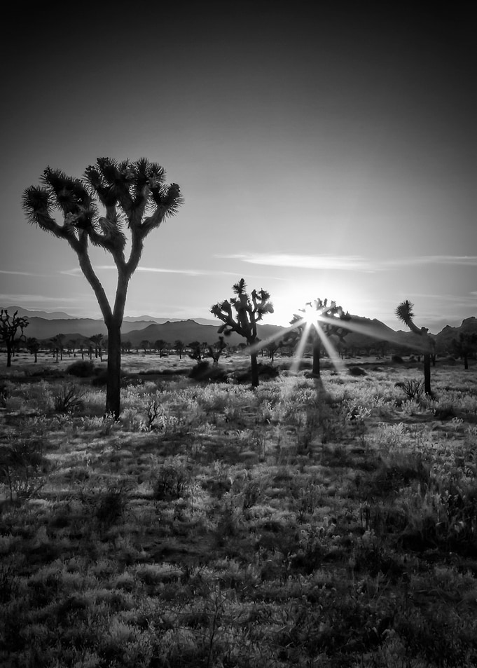 Joshua Tree Sunset