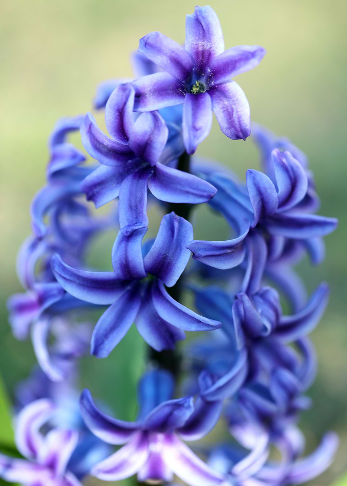 Hyacintus flower close up
