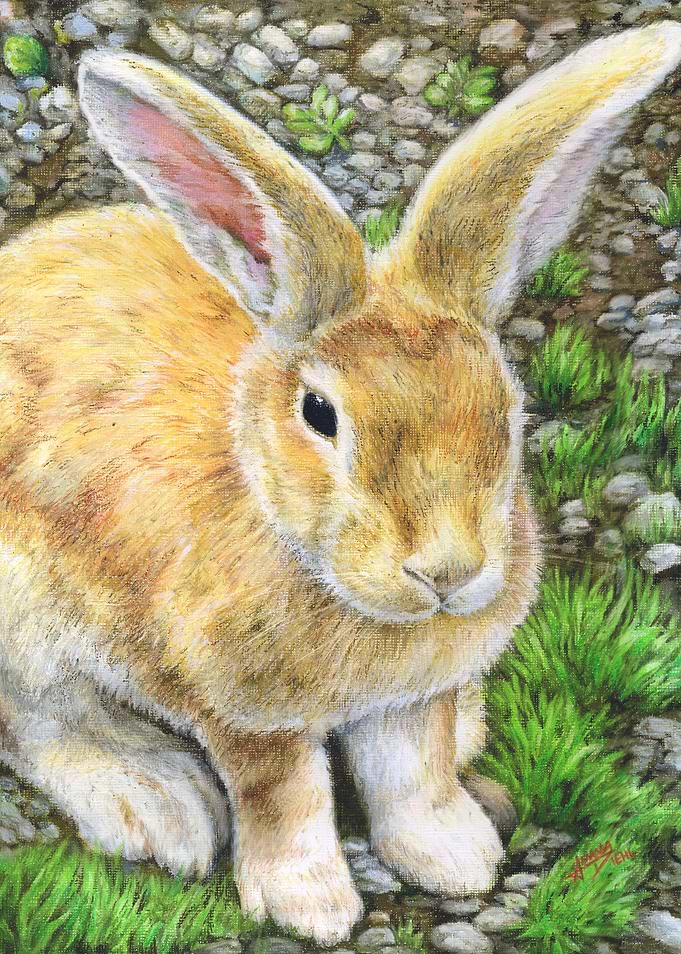 Bunny