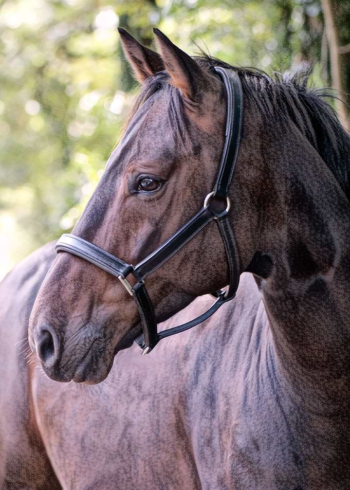 Horse Portrait