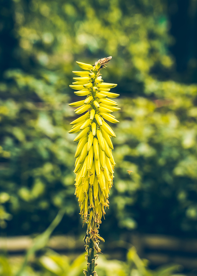 Pre Bloom Flower