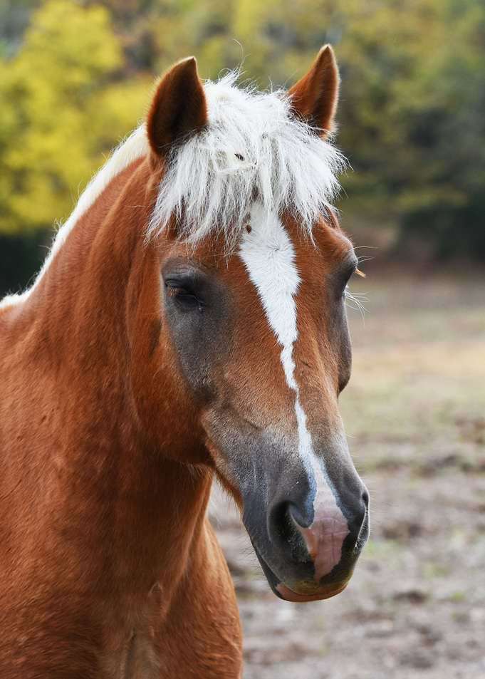 Haflinger Horse Head