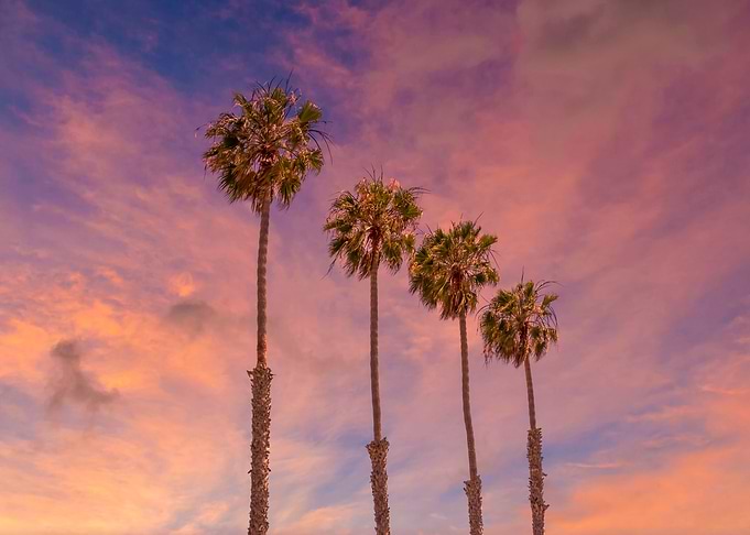 Palm trees sunset