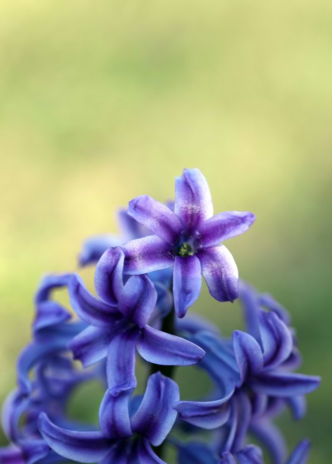 Hyacintus flower close up