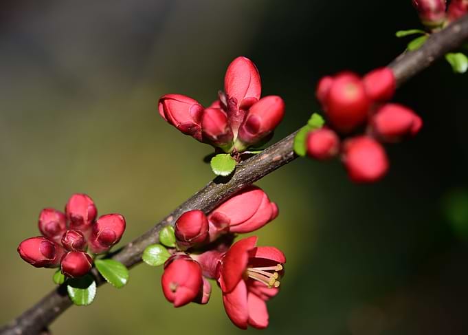 Spring Flower