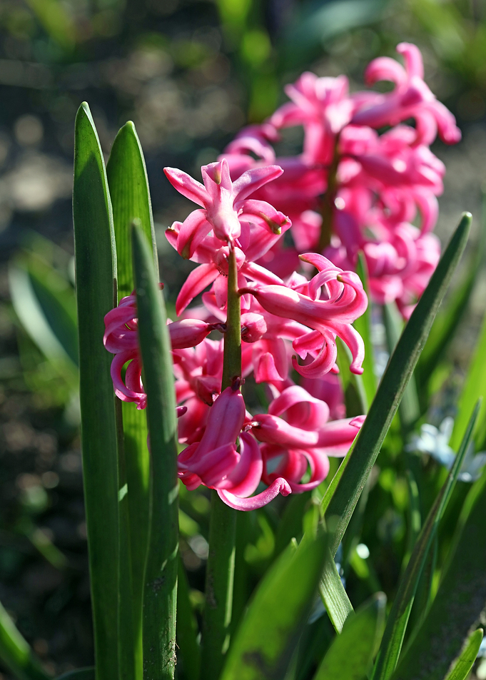 Hyacintus flower close up
