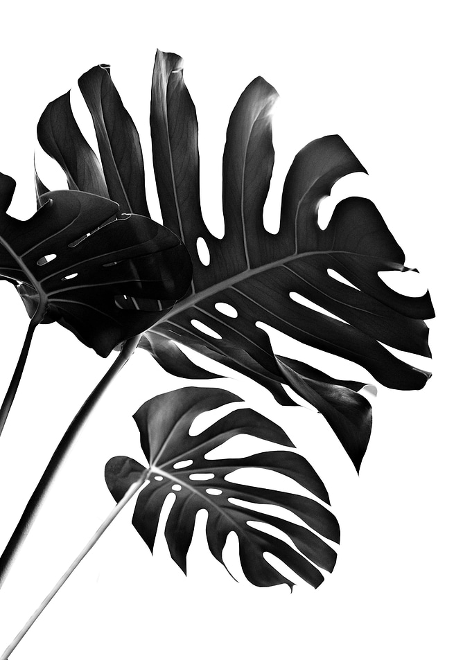 Monstera Finesse 2