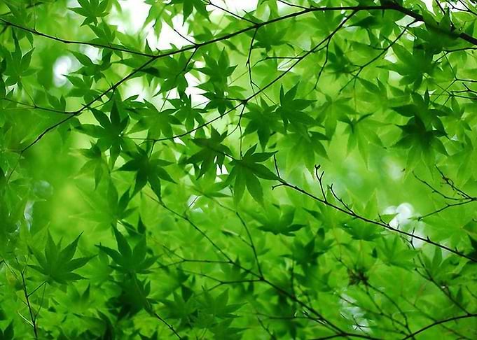 Fresh green tree maple