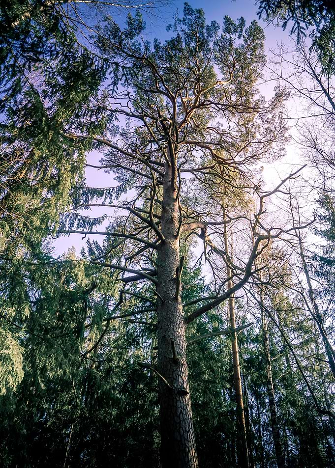 One Tree