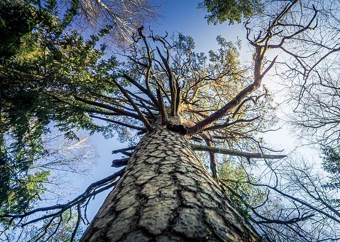 Beautiful Pine Tree