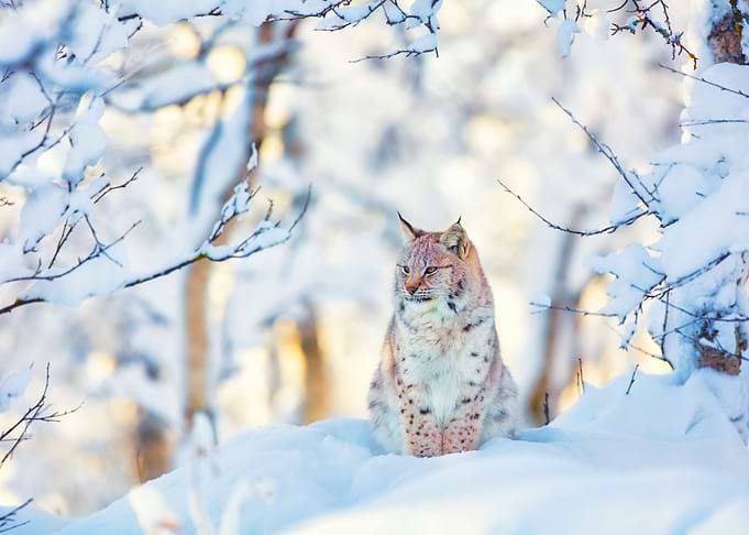 Lynx Cub In The Cold Winte
