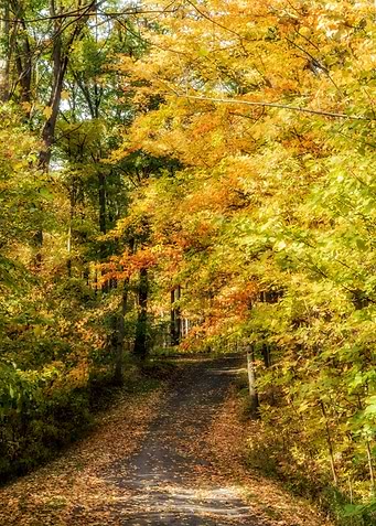 Autumn Path