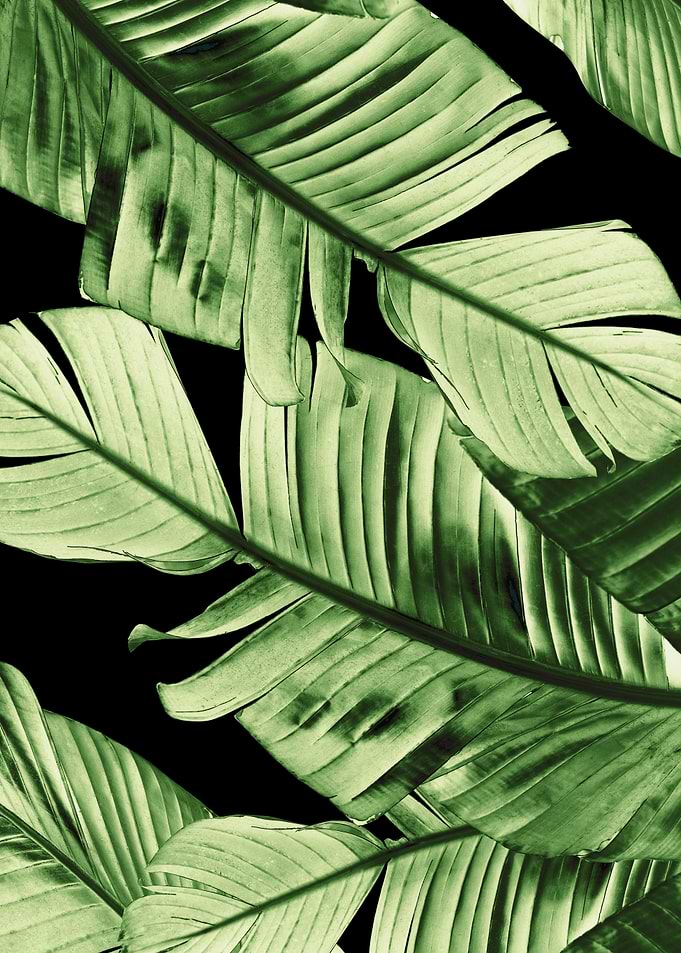 Tropical Banana Night 1