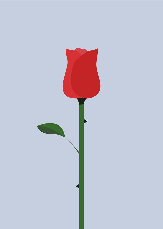 Red rose