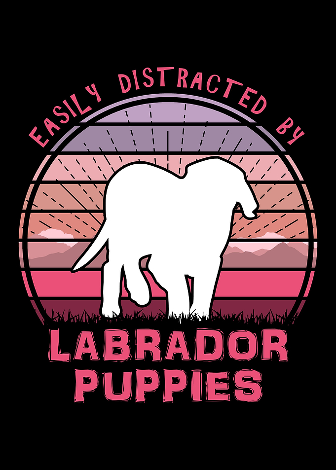 Labrador Puppies