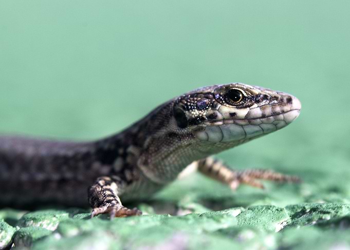 Lizard