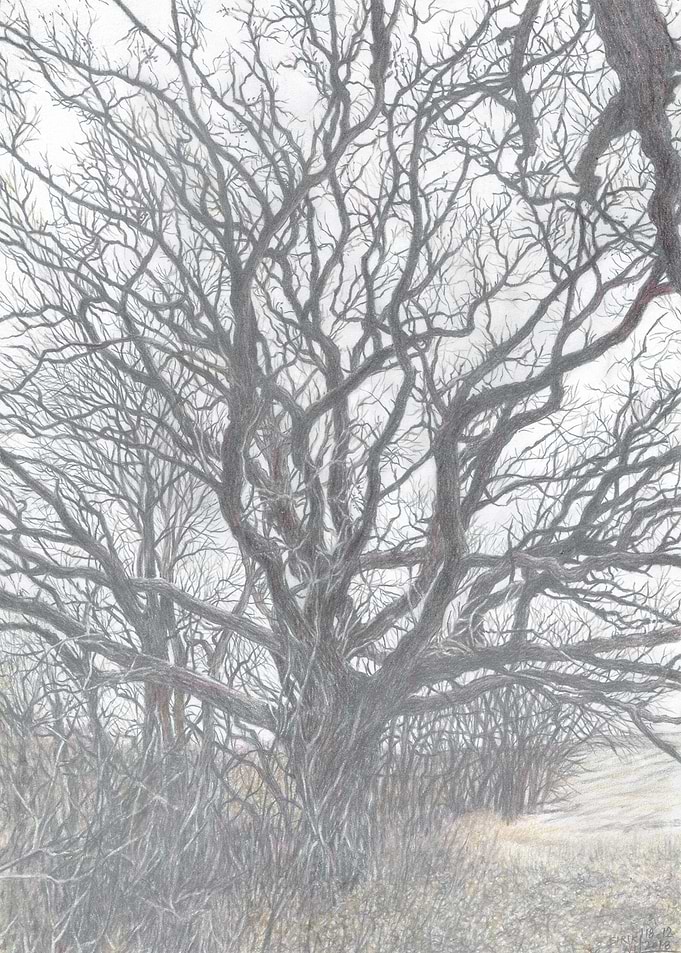 Branches