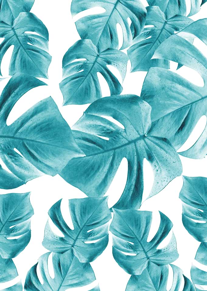 Monstera Leaves Summer 2