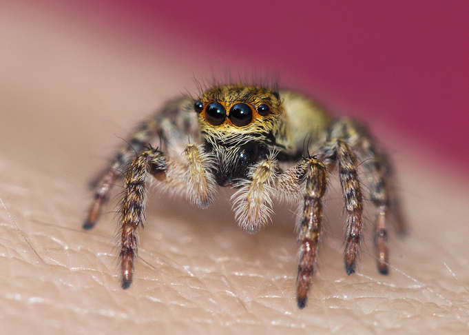 Jumping Spider on hand