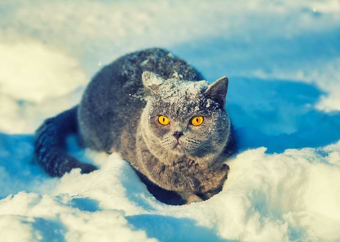 Animal Blue British Cat Co