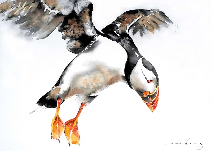 Puffin Bird