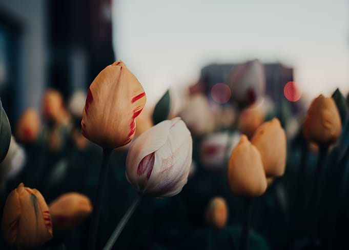 Tulips in the CIty