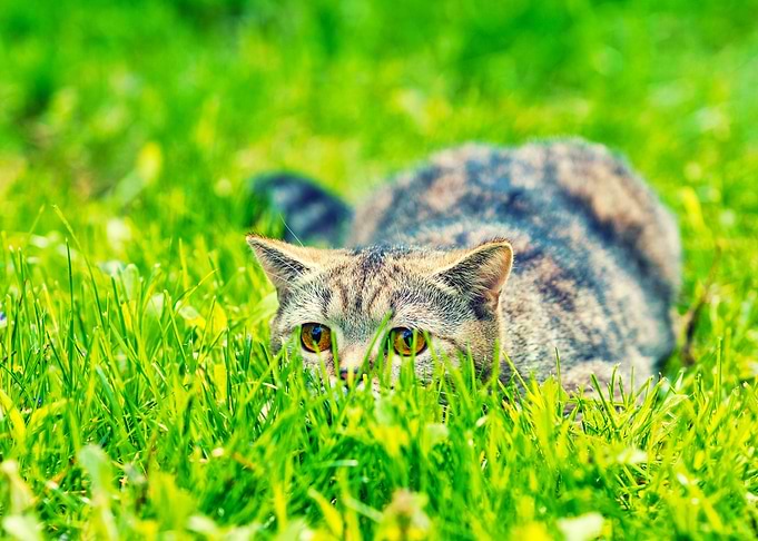 Cat Animals Kitten Hide Gr