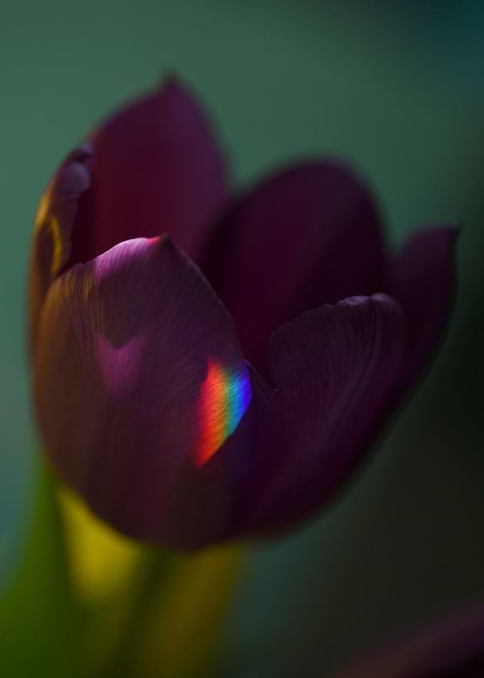Tulip