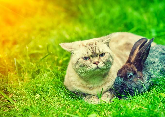 Cat Rabbit Animal Nature P