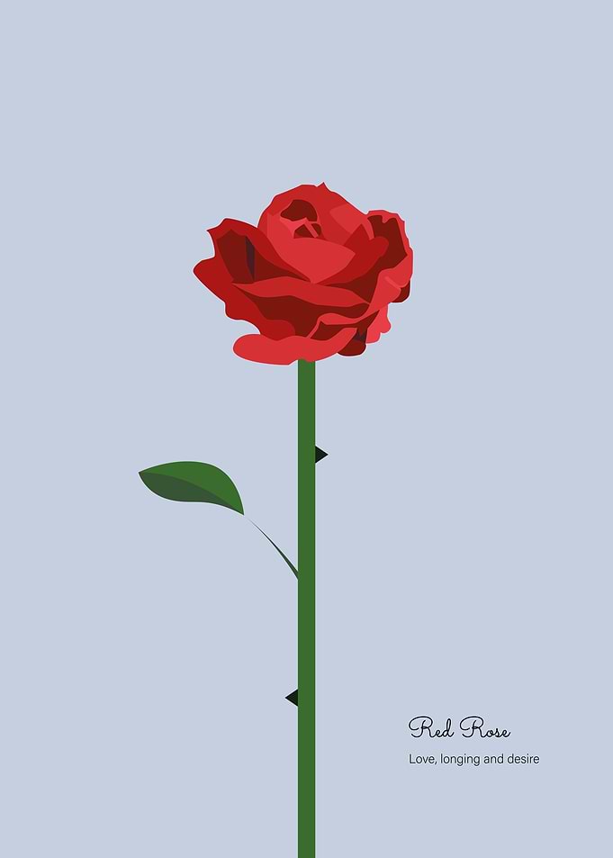 Bloomed red rose
