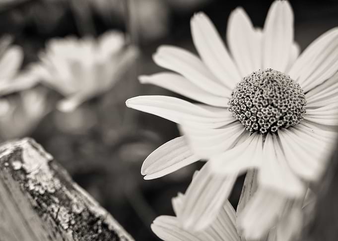Creamtone Daisy 02