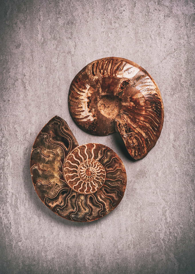 Evolutionary yin yang