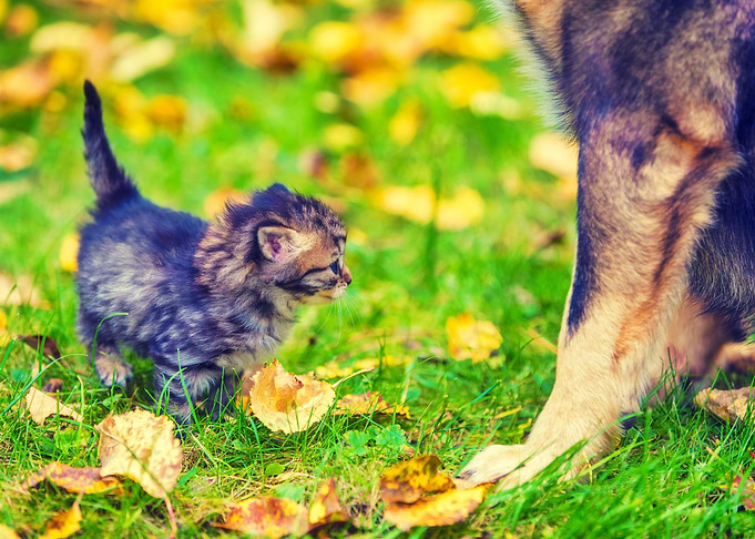 Dog Kitten Cat Together Pe