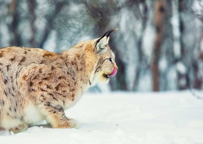 European Lynx Eating