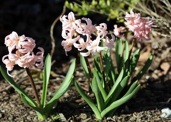Hyacinthus orientalis