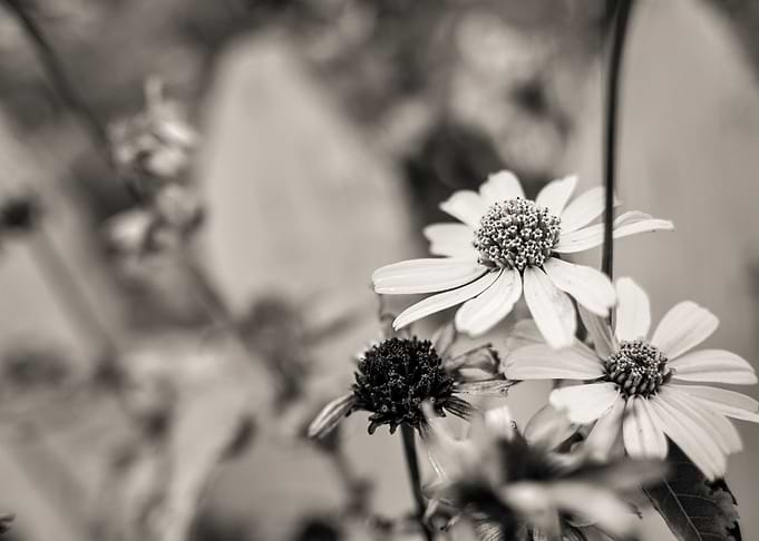 Creamtone Daisy 01