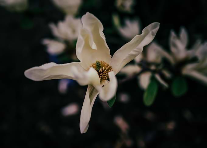 Magnolia