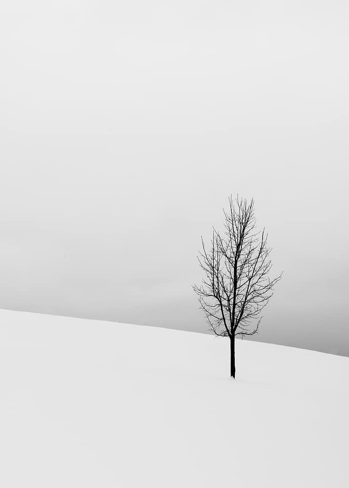 Tree and snow