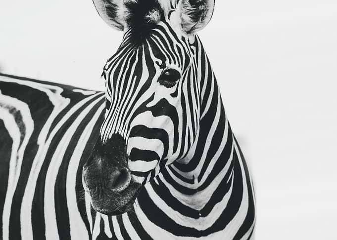 zebra wildlife safari