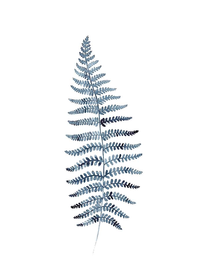 Indigo Fern 1