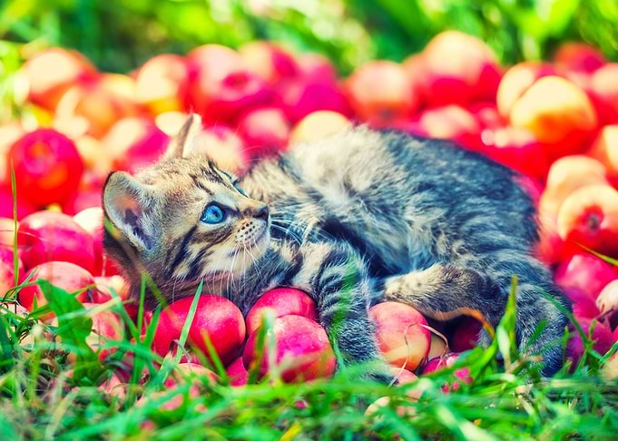 Adorable Alone Animals App
