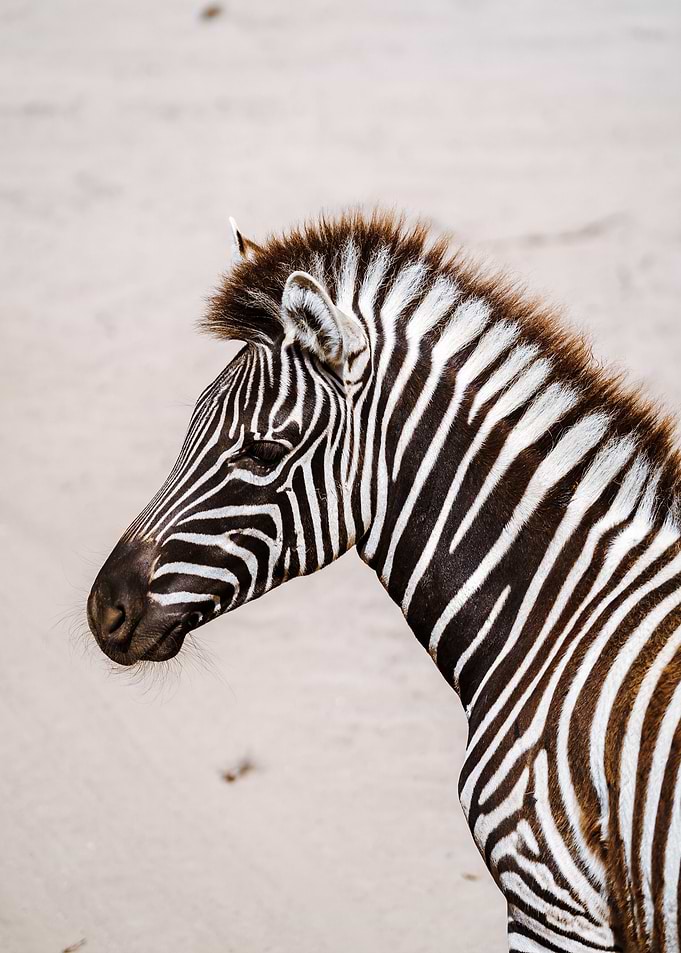 zebra wildlife safari