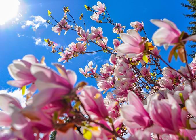 Magnolia Sky 2