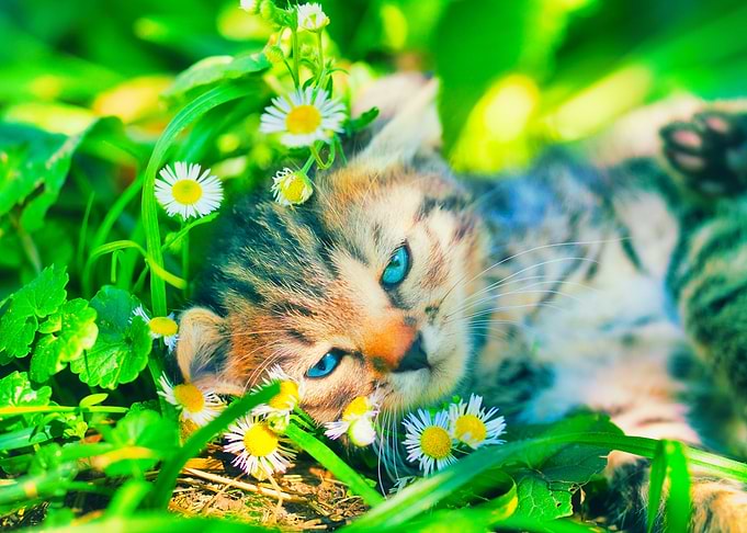 Animals Cat Feline Flowers