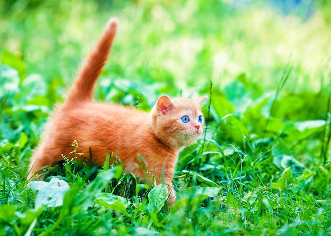 Animal British Cat Feline