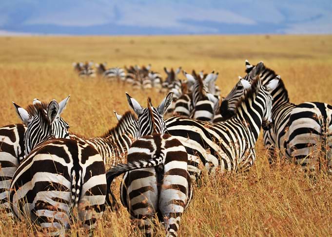 zebra wild life safari