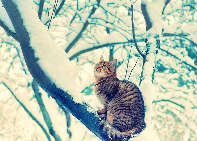 Animals Branch Cat Chill C