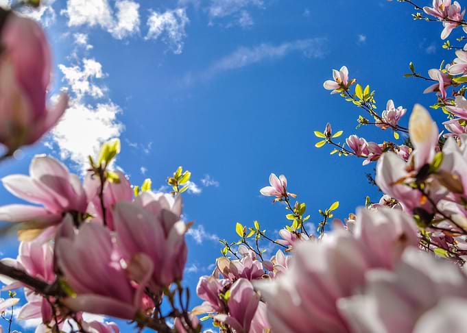 Magnolia Sky