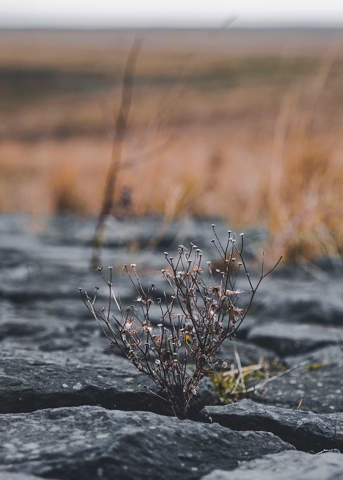 Landscape North Sea